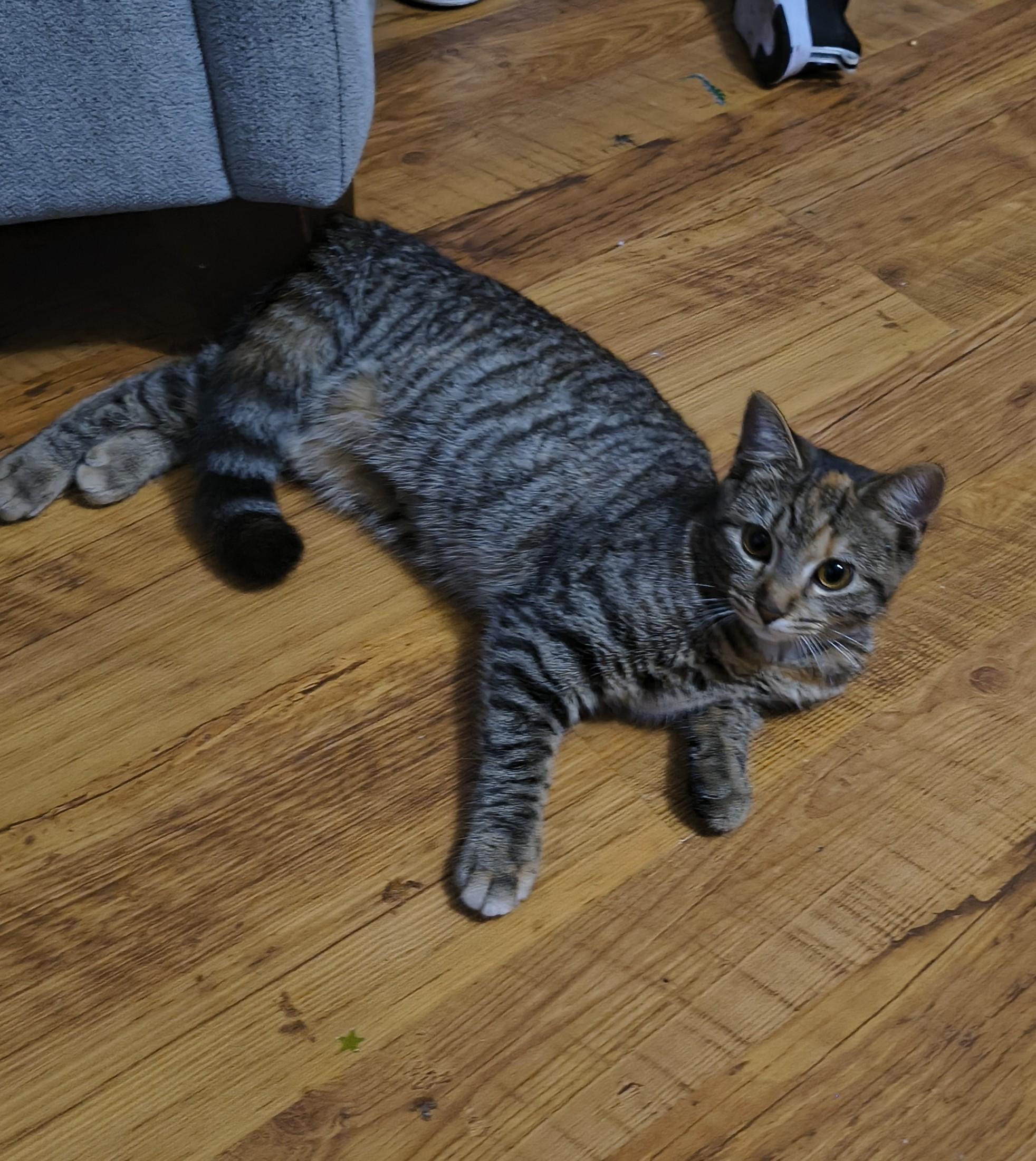 Enlarge Peach, a Adoptable Domestic Short Hair in Morgantown, WV image 5/6