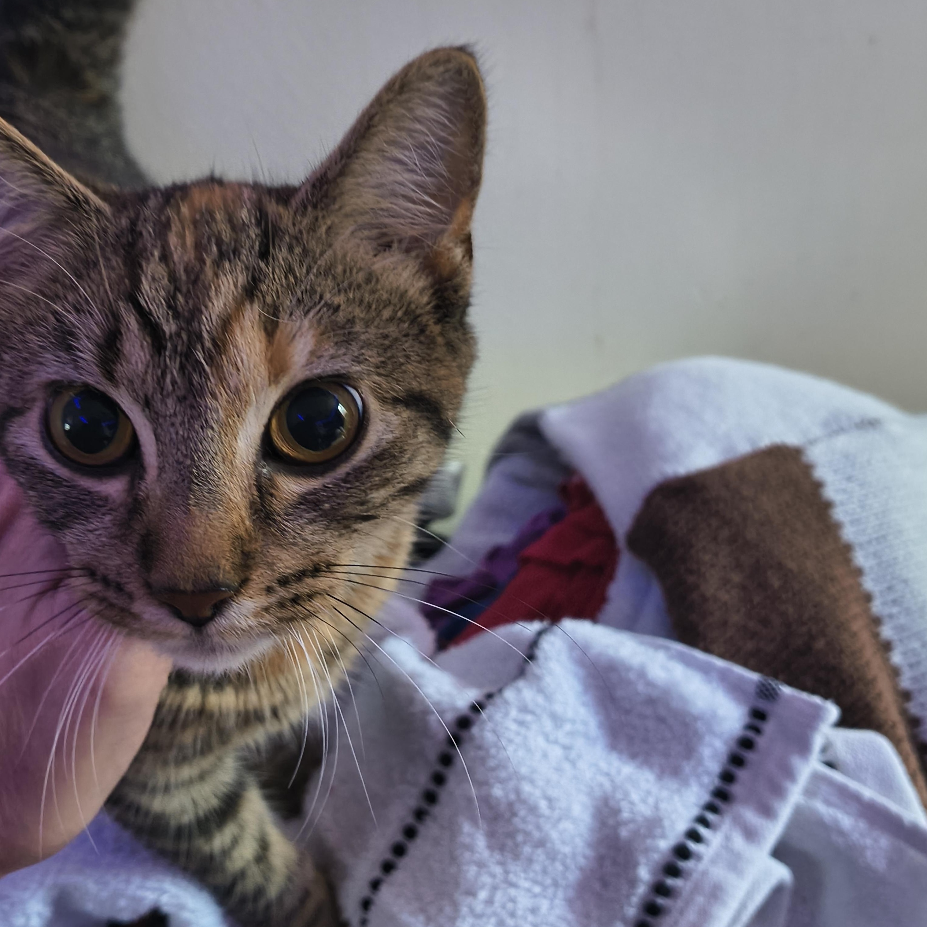 Enlarge Peach, a Adoptable Domestic Short Hair in Morgantown, WV image 1/6