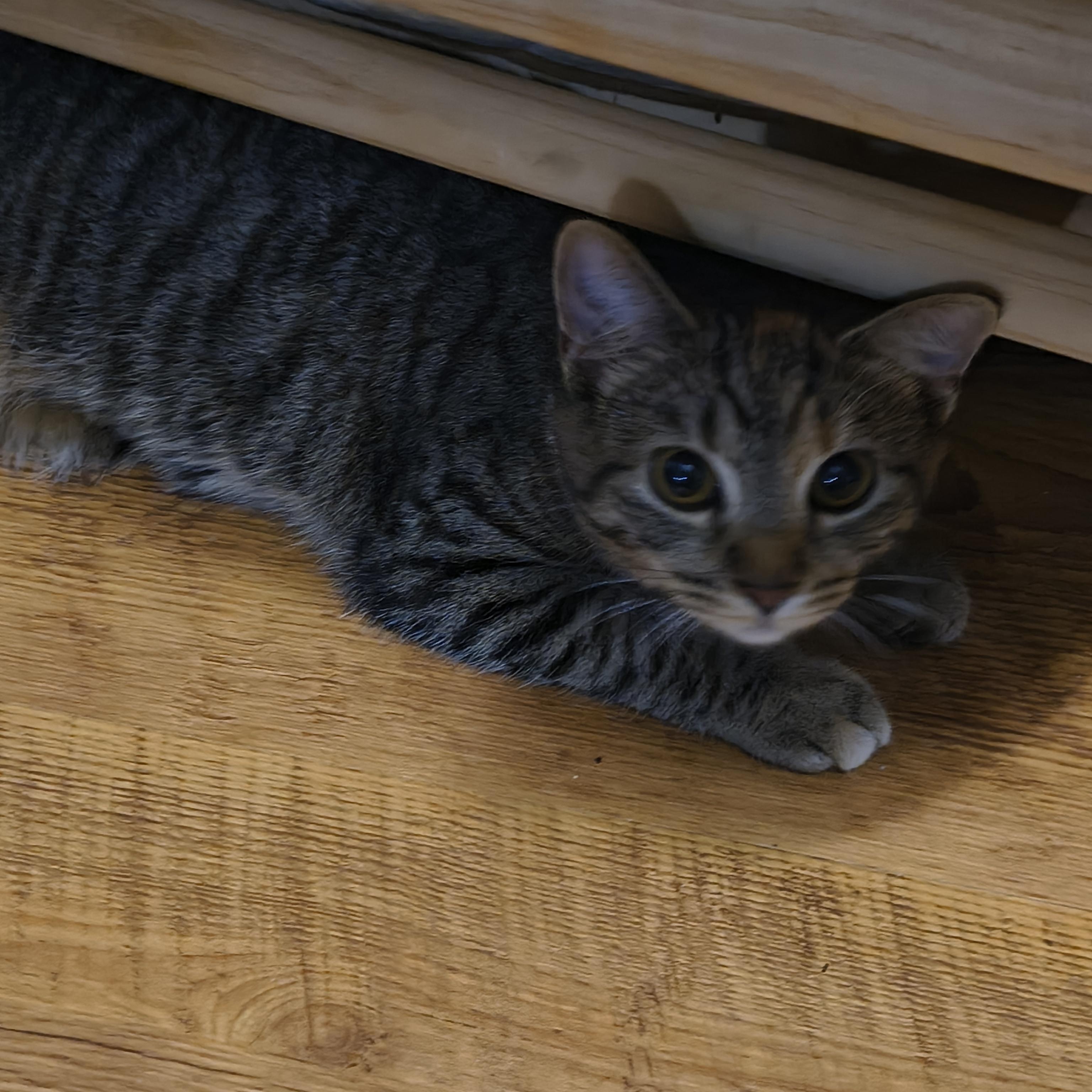Enlarge Peach, a Adoptable Domestic Short Hair in Morgantown, WV image 3/6
