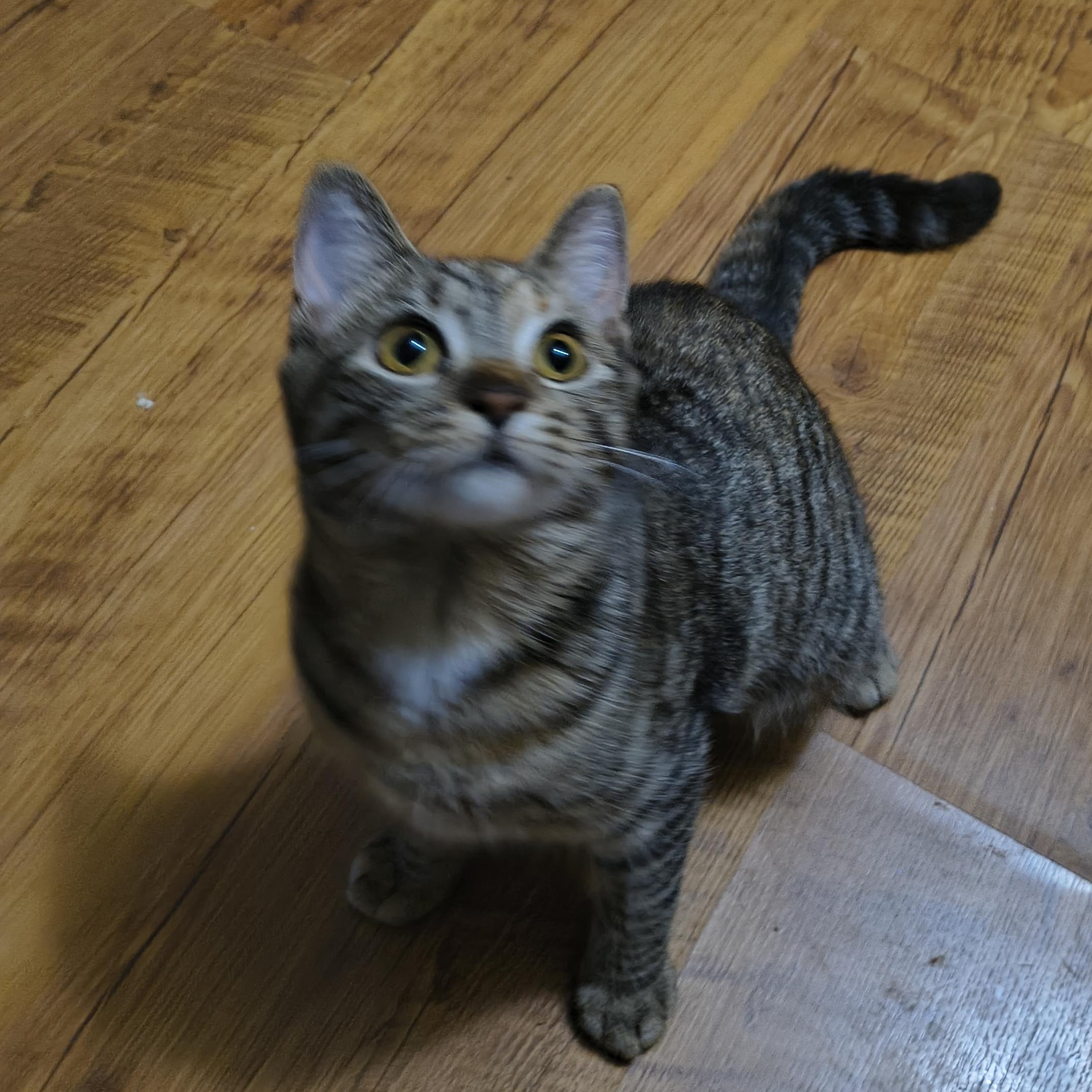 Enlarge Peach, a Adoptable Domestic Short Hair in Morgantown, WV image 4/6