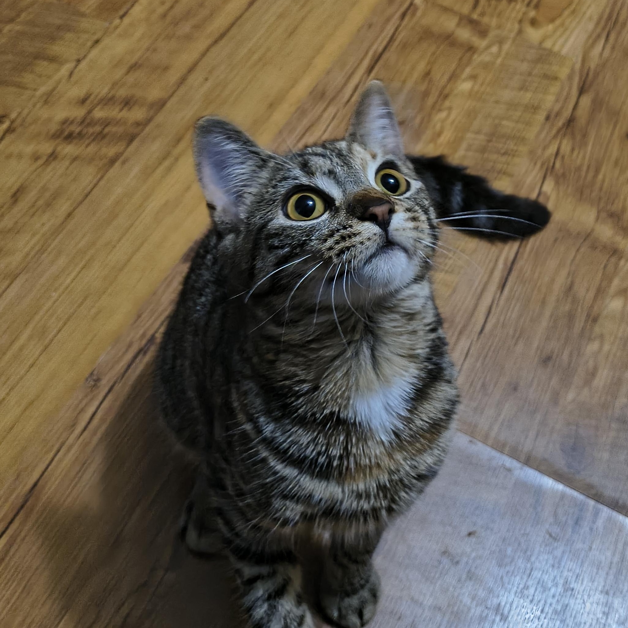 Enlarge Peach, a Adoptable Domestic Short Hair in Morgantown, WV image 2/6