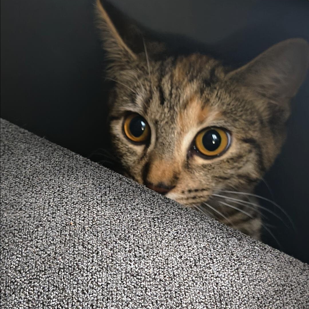 Enlarge Peach, a Adoptable Domestic Short Hair in Morgantown, WV image 6/6