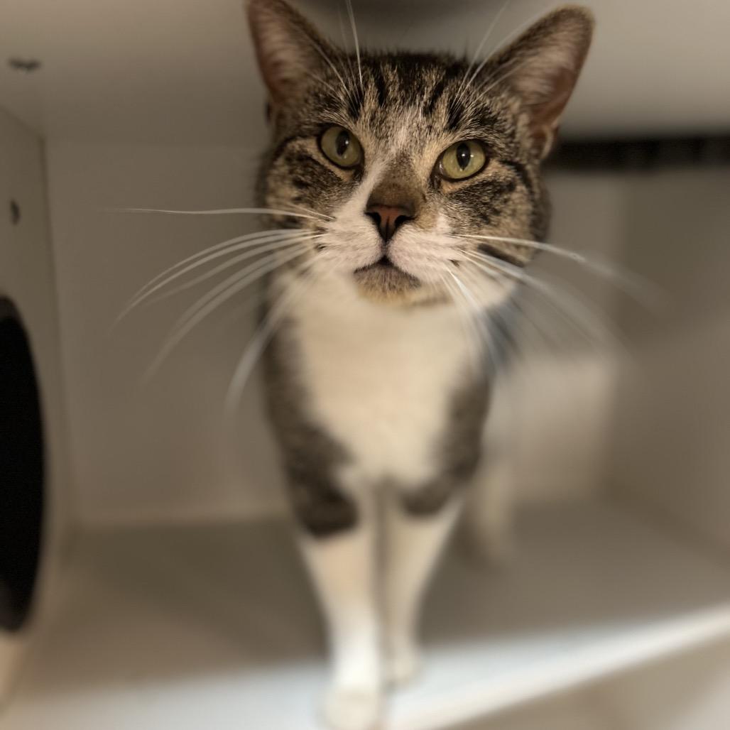 Enlarge Kevin, a Adoptable Domestic Short Hair in Troy, IL image 1/2