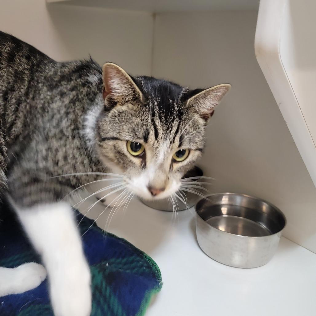 Enlarge Kevin, a Adoptable Domestic Short Hair in Troy, IL image 2/2