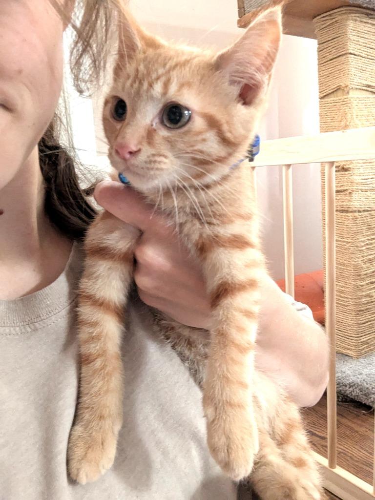 Melon 2, Adoptable, Young Male Domestic Short Hair.