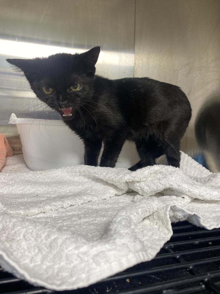 Coqui, Adoptable, Kitten Female Domestic Short Hair.