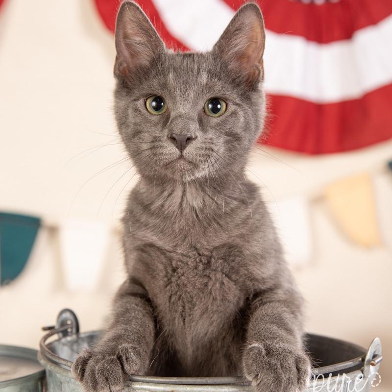Harley, Adoptable, Young Male Maine Coon.