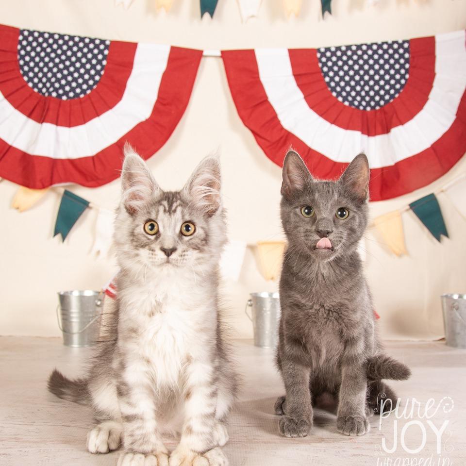 Enlarge Harley, a Adoptable Maine Coon in Springfield, MO image 2/6
