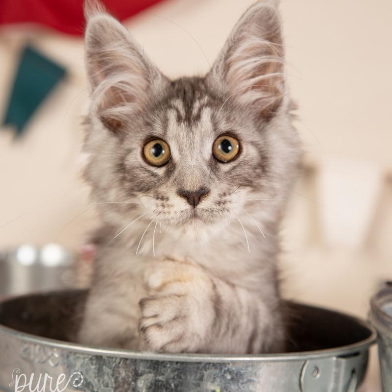 Enlarge Harley, a Adoptable Maine Coon in Springfield, MO image 3/6