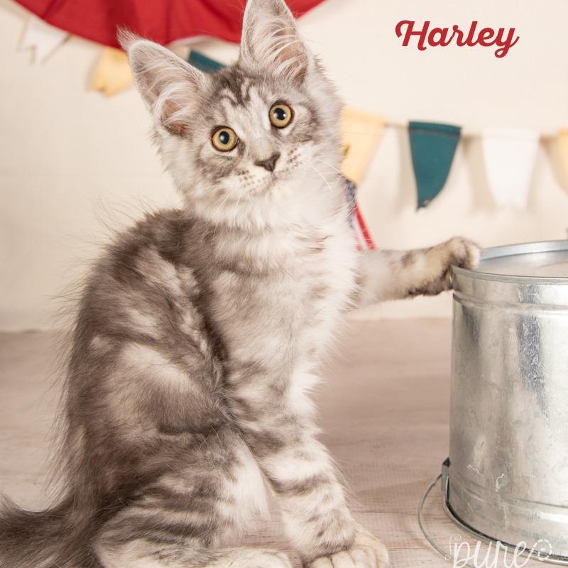 Enlarge Harley, a Adoptable Maine Coon in Springfield, MO image 4/6