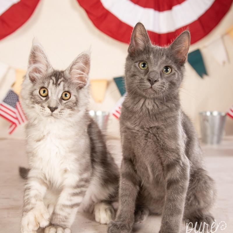 Enlarge Harley, a Adoptable Maine Coon in Springfield, MO image 5/6