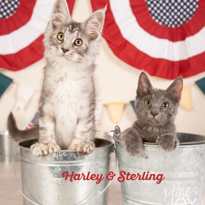 Enlarge Harley, a Adoptable Maine Coon in Springfield, MO image 6/6