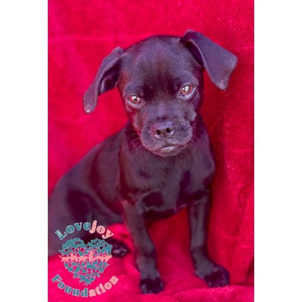 Enlarge Dopey, a Adoptable Chug in Inglewood, CA image 1/2