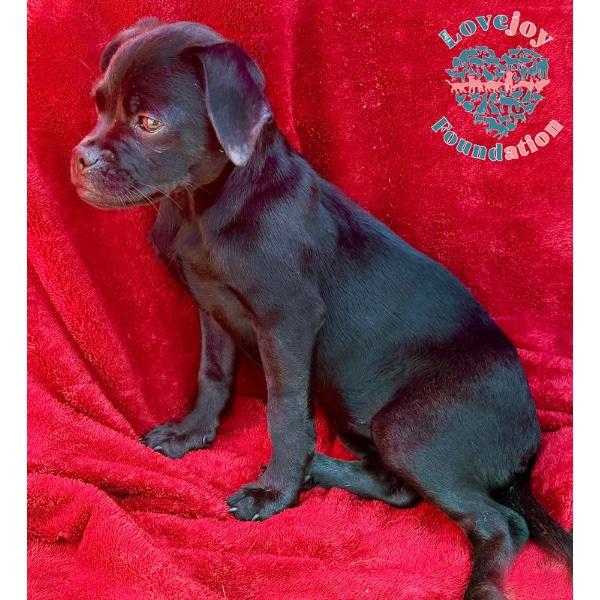 Enlarge Dopey, a Adoptable Chug in Inglewood, CA image 2/2