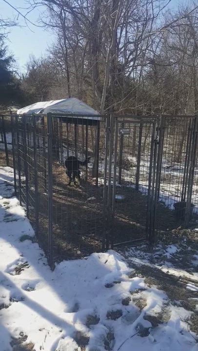 Enlarge Archie, a Adopted mixed breed in De Soto, KS video 1/4