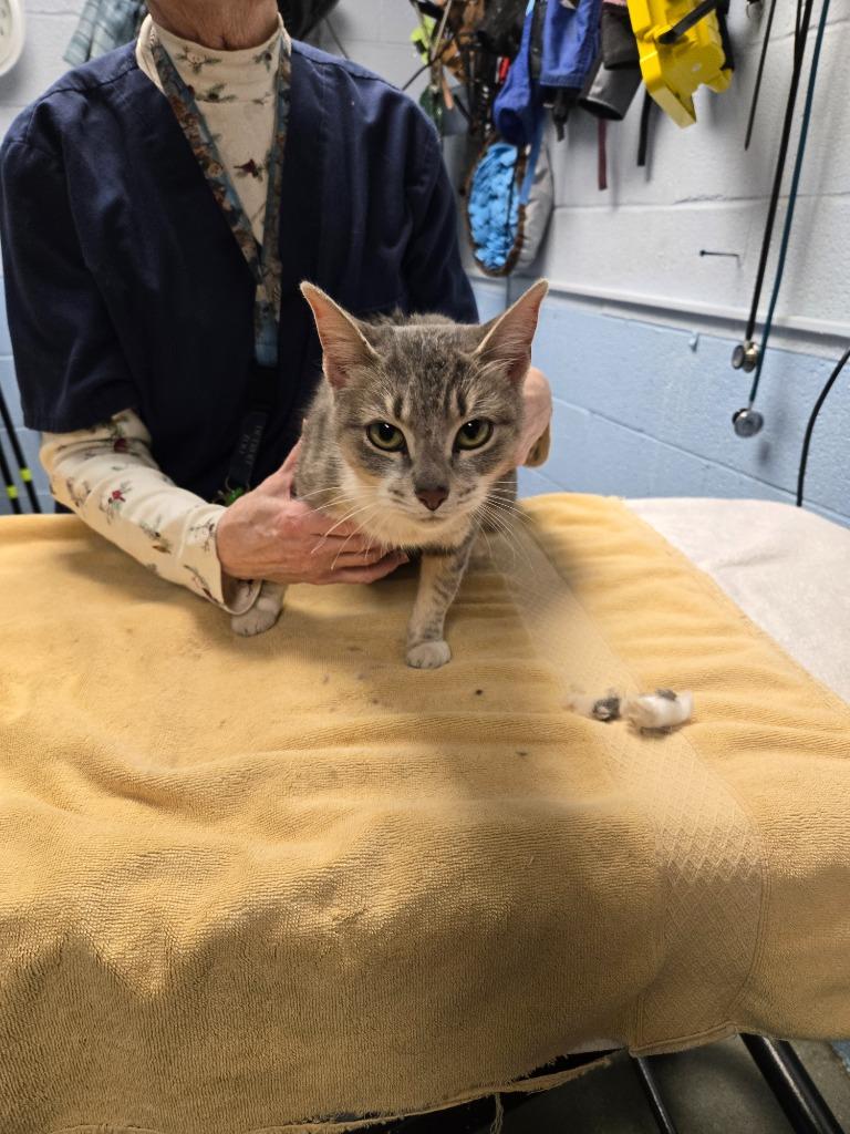 Tinsel, Adoptable, Young Female Domestic Short Hair.