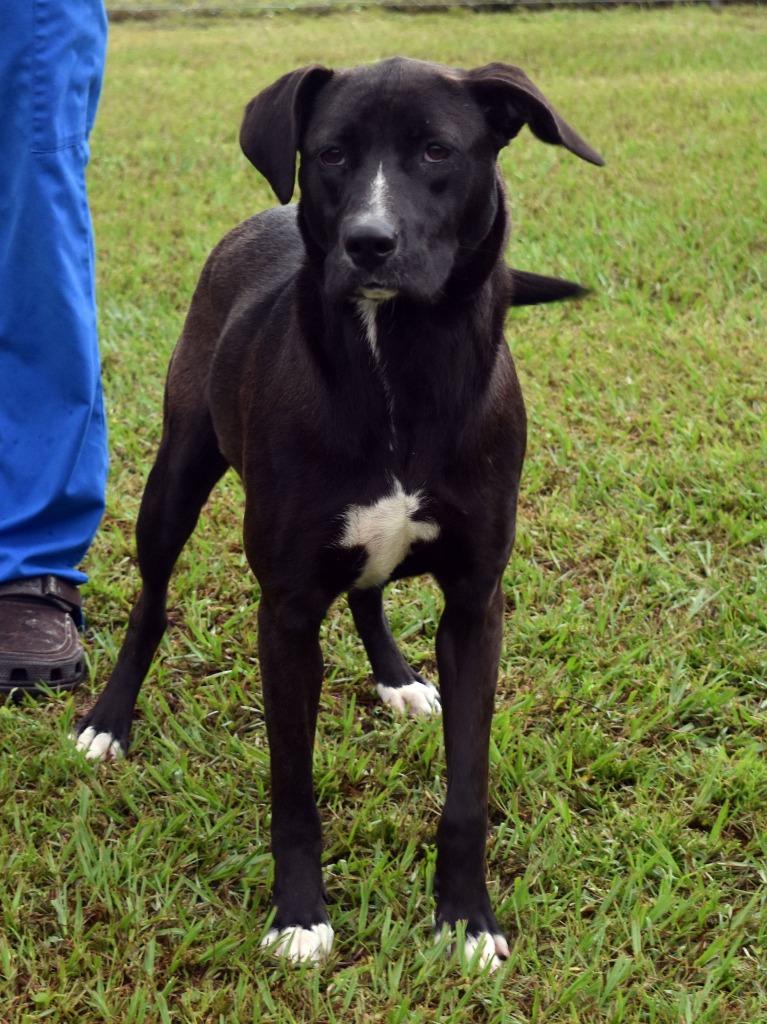 Alice, Adoptable, Young Female Black Labrador Retriever & Mixed Breed.