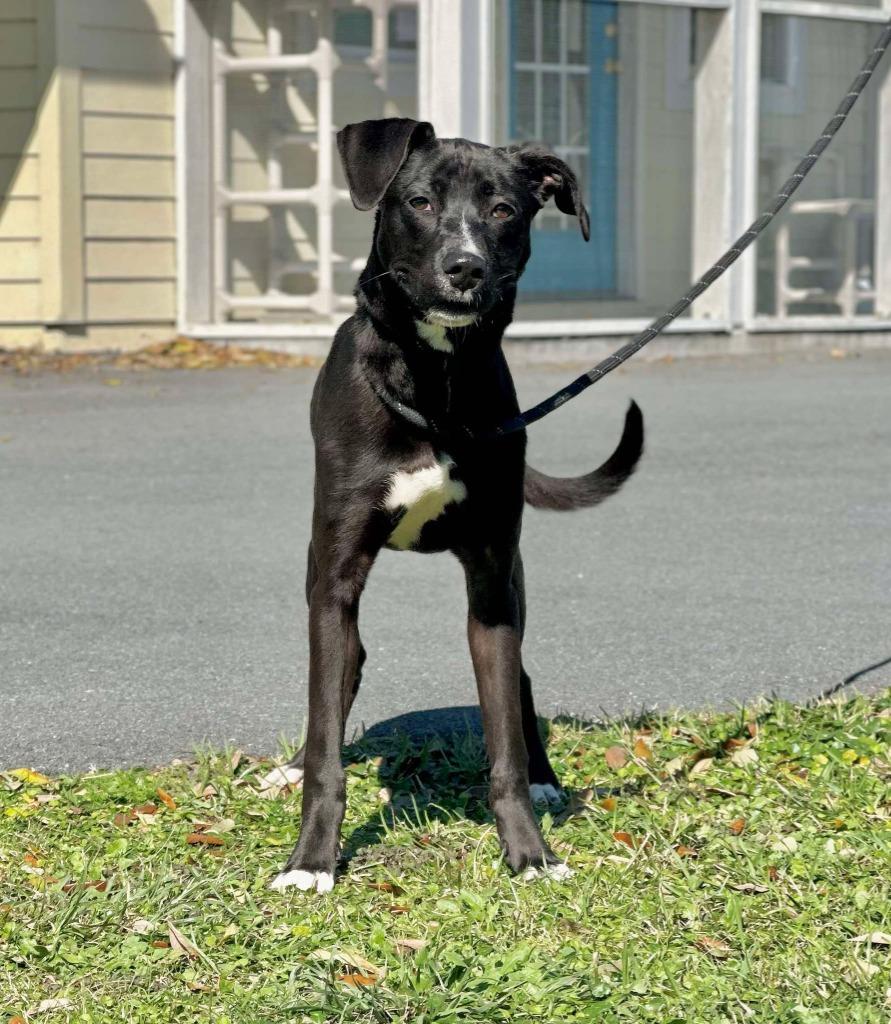 Enlarge Alice, a Adoptable mixed breed in Kingsland, GA image 2/6