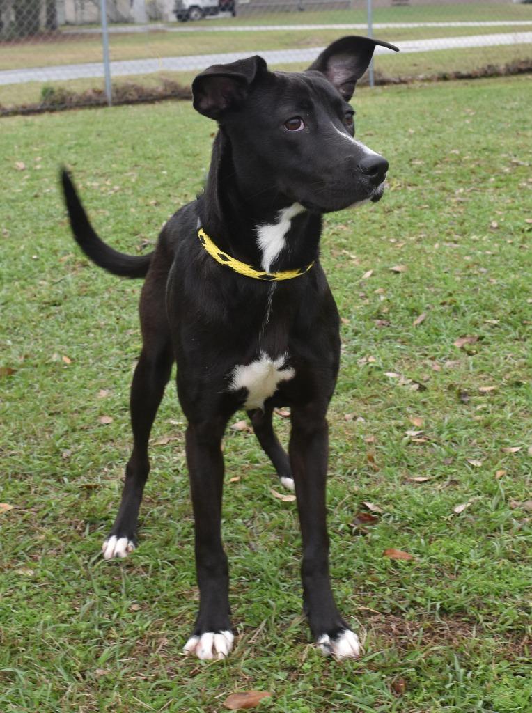 Enlarge Alice, a Adoptable mixed breed in Kingsland, GA image 3/6