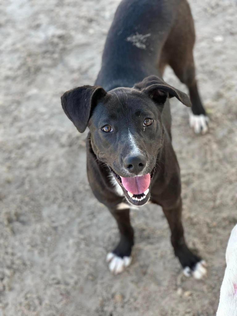 Enlarge Alice, a Adoptable mixed breed in Kingsland, GA image 4/6