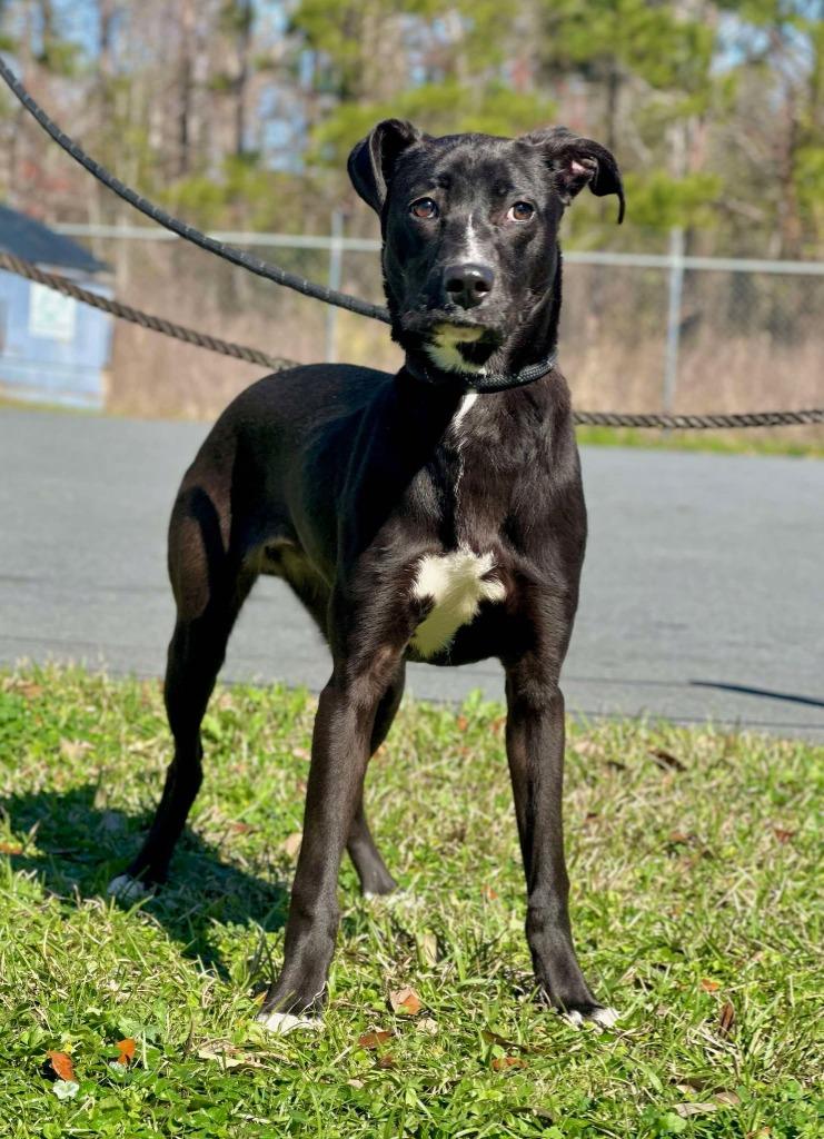 Enlarge Alice, a Adoptable mixed breed in Kingsland, GA image 5/6