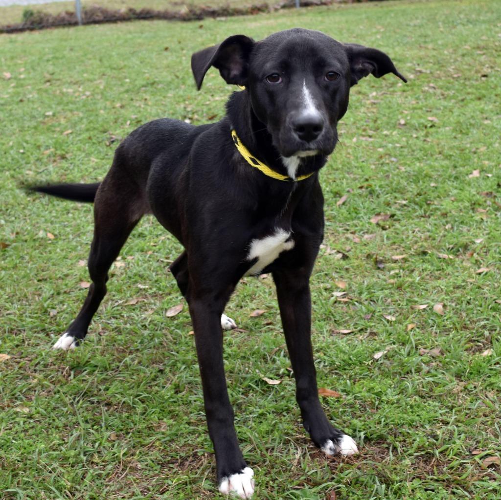 Enlarge Alice, a Adoptable mixed breed in Kingsland, GA image 6/6