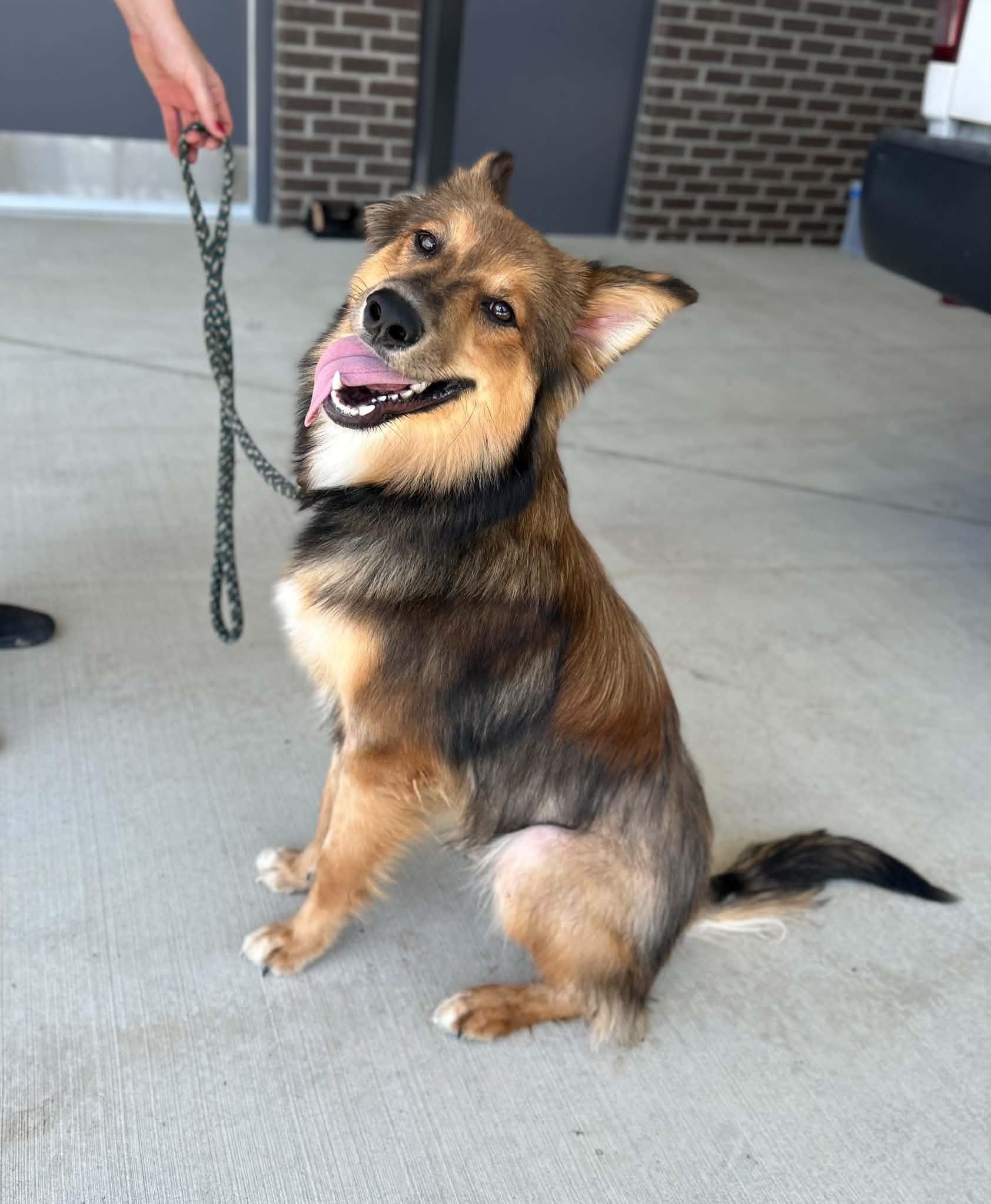Enlarge Mila, a Adoptable mixed breed in Manchester, TN image 5/5