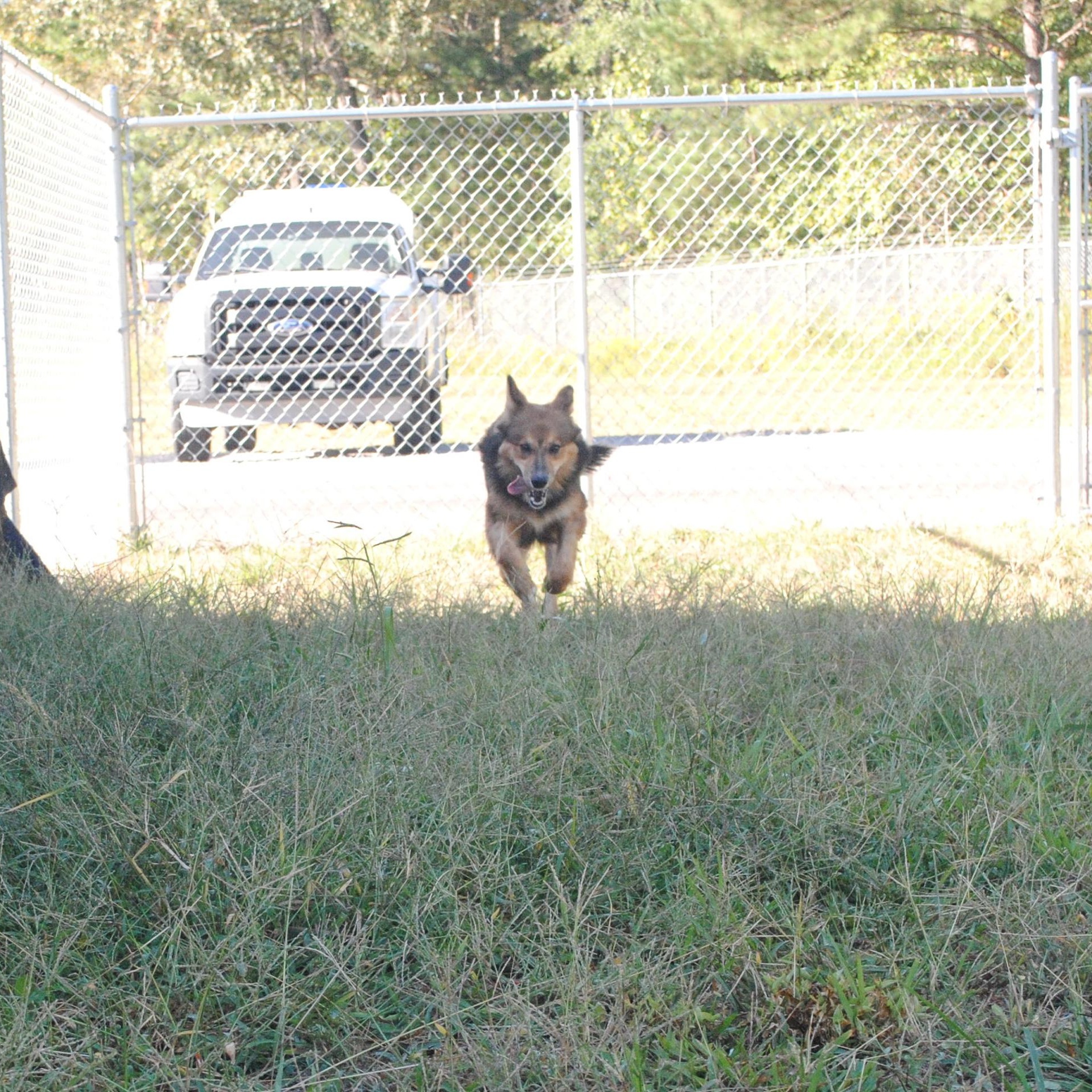 Enlarge Mila, a Adoptable mixed breed in Manchester, TN image 3/5