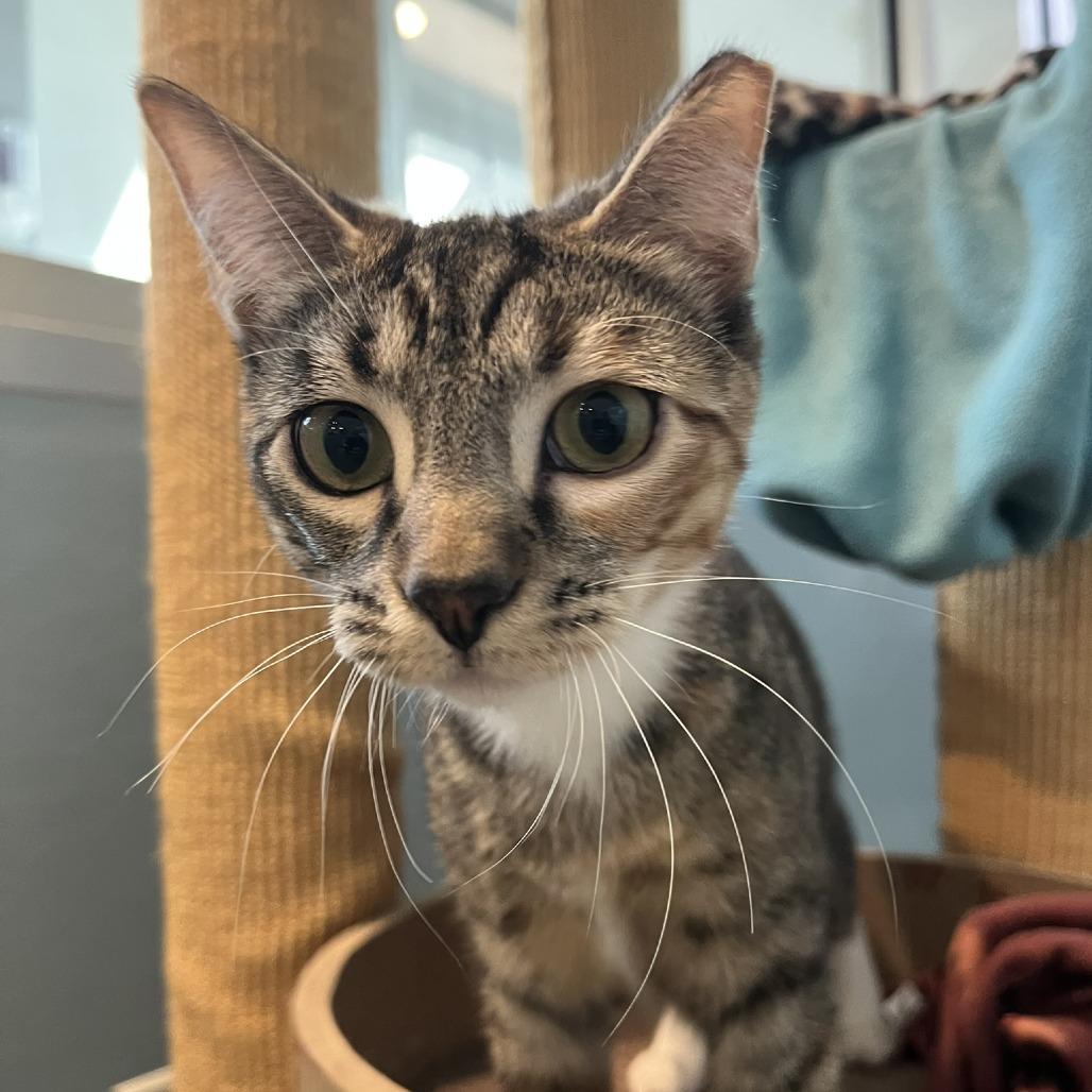 Pipa & Peanut, Adoptable, Young Female Domestic Short Hair.