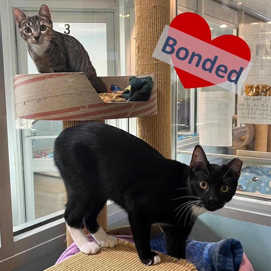 Enlarge Pipa & Peanut, a Adoptable Domestic Short Hair in Ashland, MA image 2/3