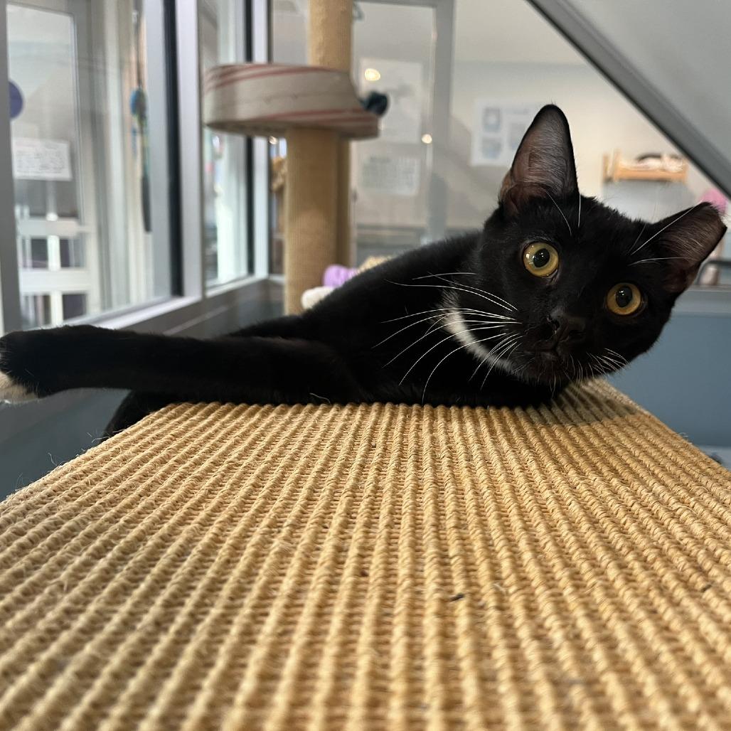 Enlarge Pipa & Peanut, a Adoptable Domestic Short Hair in Ashland, MA image 3/3
