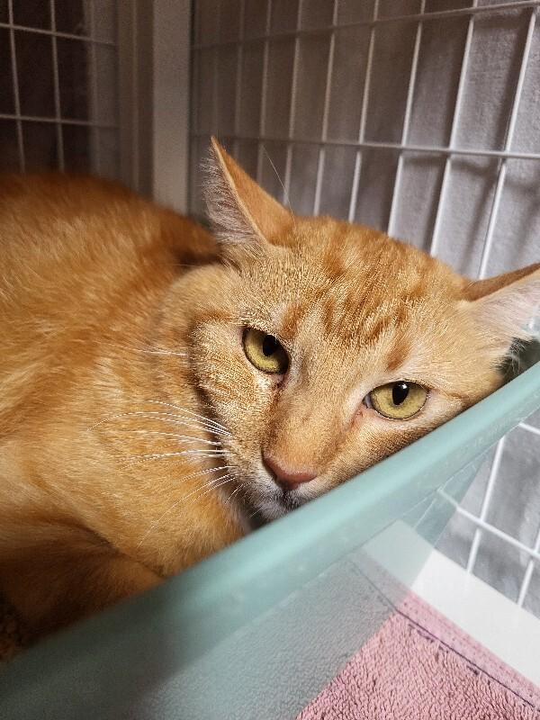 Enlarge MaMa Mao, a Adoptable Domestic Short Hair in Diamond Springs, CA image 1/6
