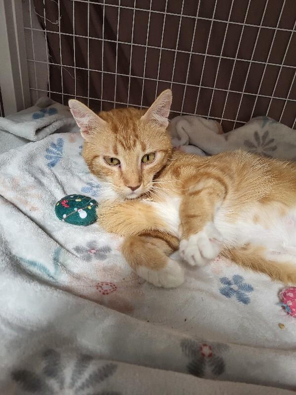 Enlarge MaMa Mao, a Adoptable Domestic Short Hair in Diamond Springs, CA image 2/6