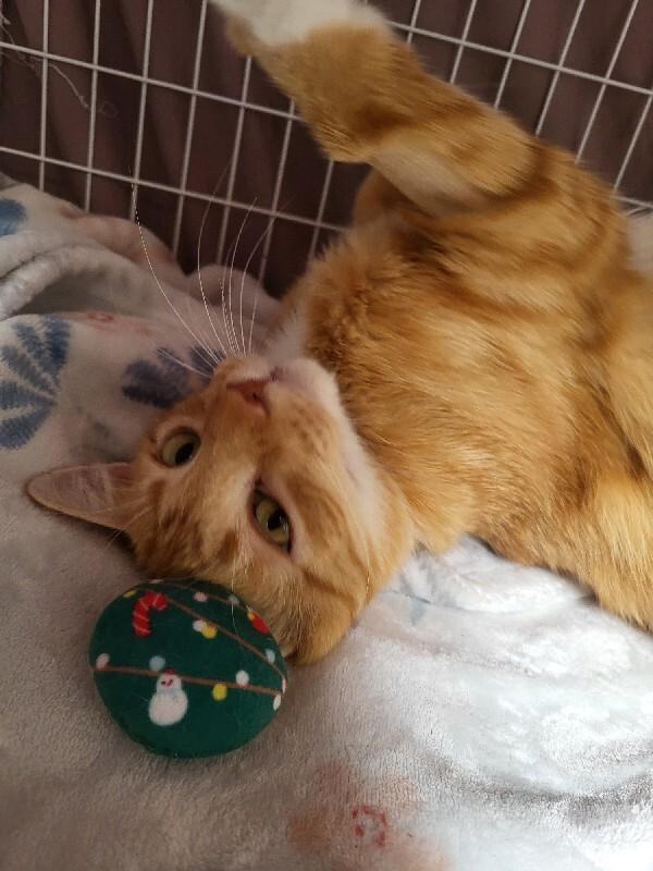 Enlarge MaMa Mao, a Adoptable Domestic Short Hair in Diamond Springs, CA image 3/6