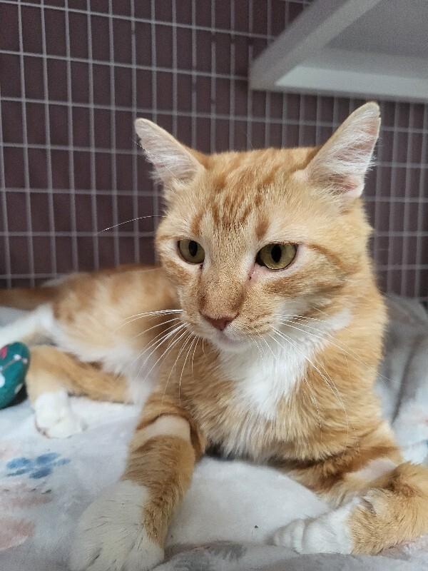 Enlarge MaMa Mao, a Adoptable Domestic Short Hair in Diamond Springs, CA image 5/6