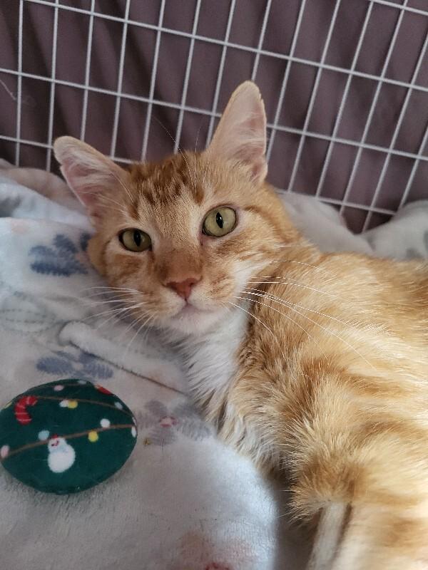 Enlarge MaMa Mao, a Adoptable Domestic Short Hair in Diamond Springs, CA image 6/6