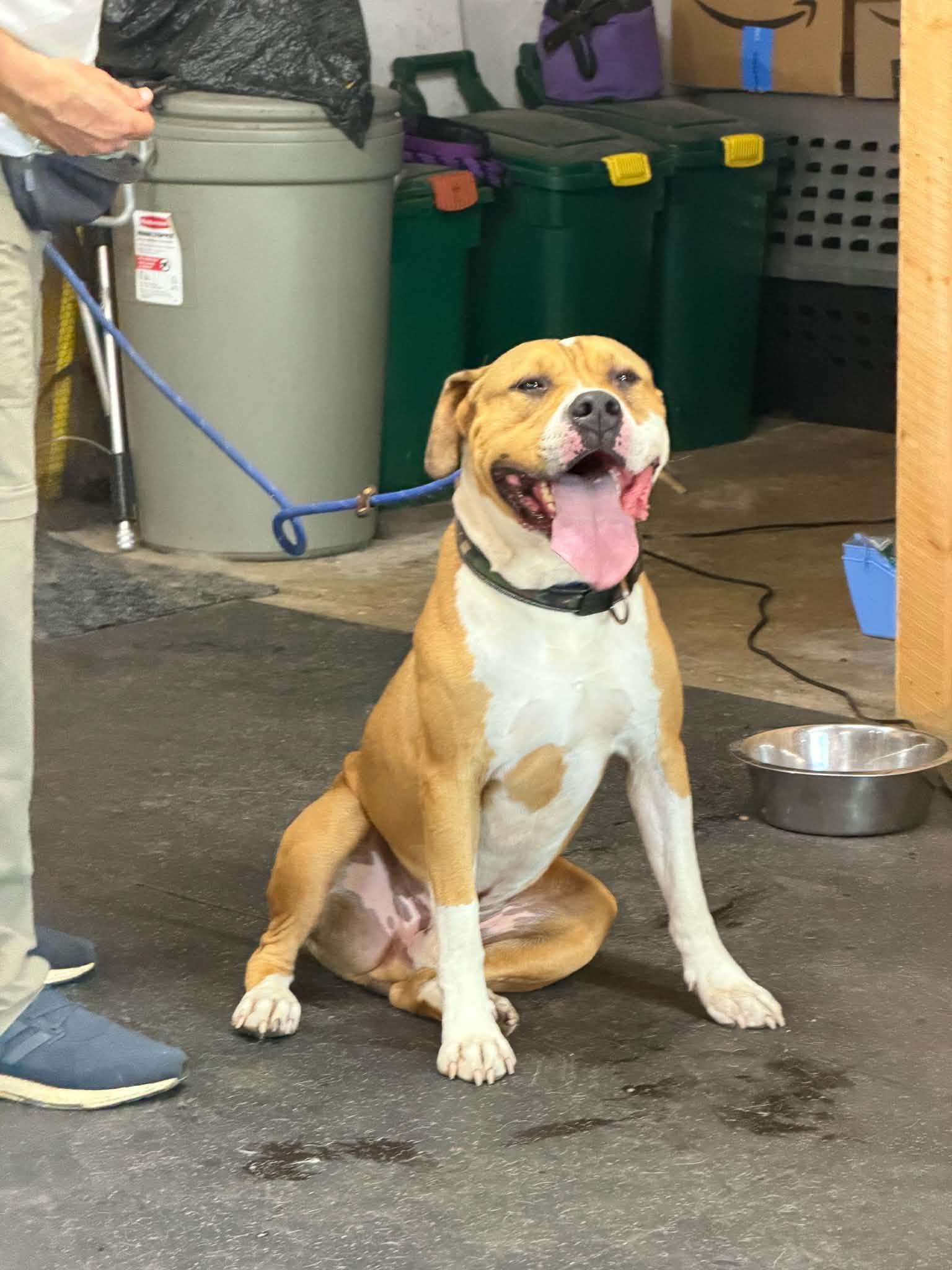 Enlarge Bibbles, a Adoptable American Bulldog in Lisle, ON image 1/4
