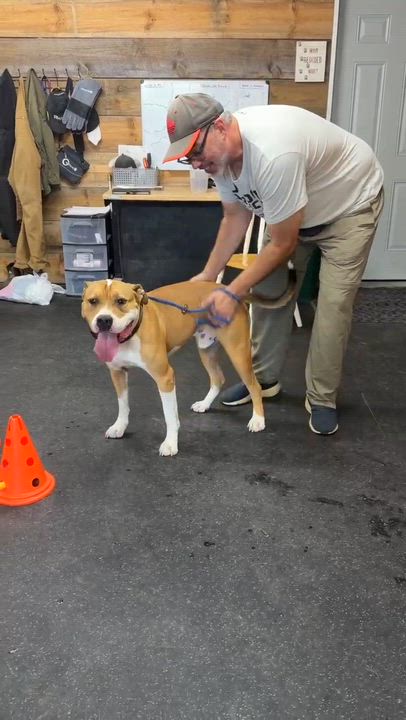 Enlarge Bibbles, a Adoptable American Bulldog in Lisle, ON video 3/4