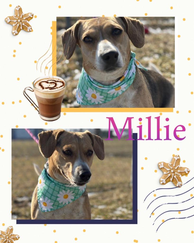 Enlarge Millie, a Adoptable Beagle in Rensselaer, IN image 1/1