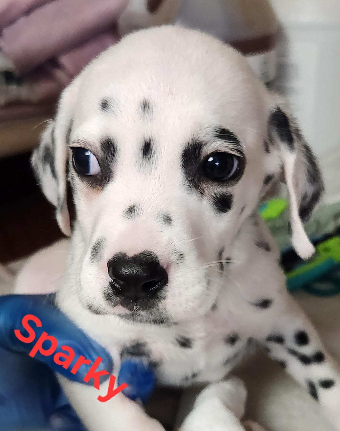 Sparky, an adopted Dalmatian in North Augusta, SC image 2/5
