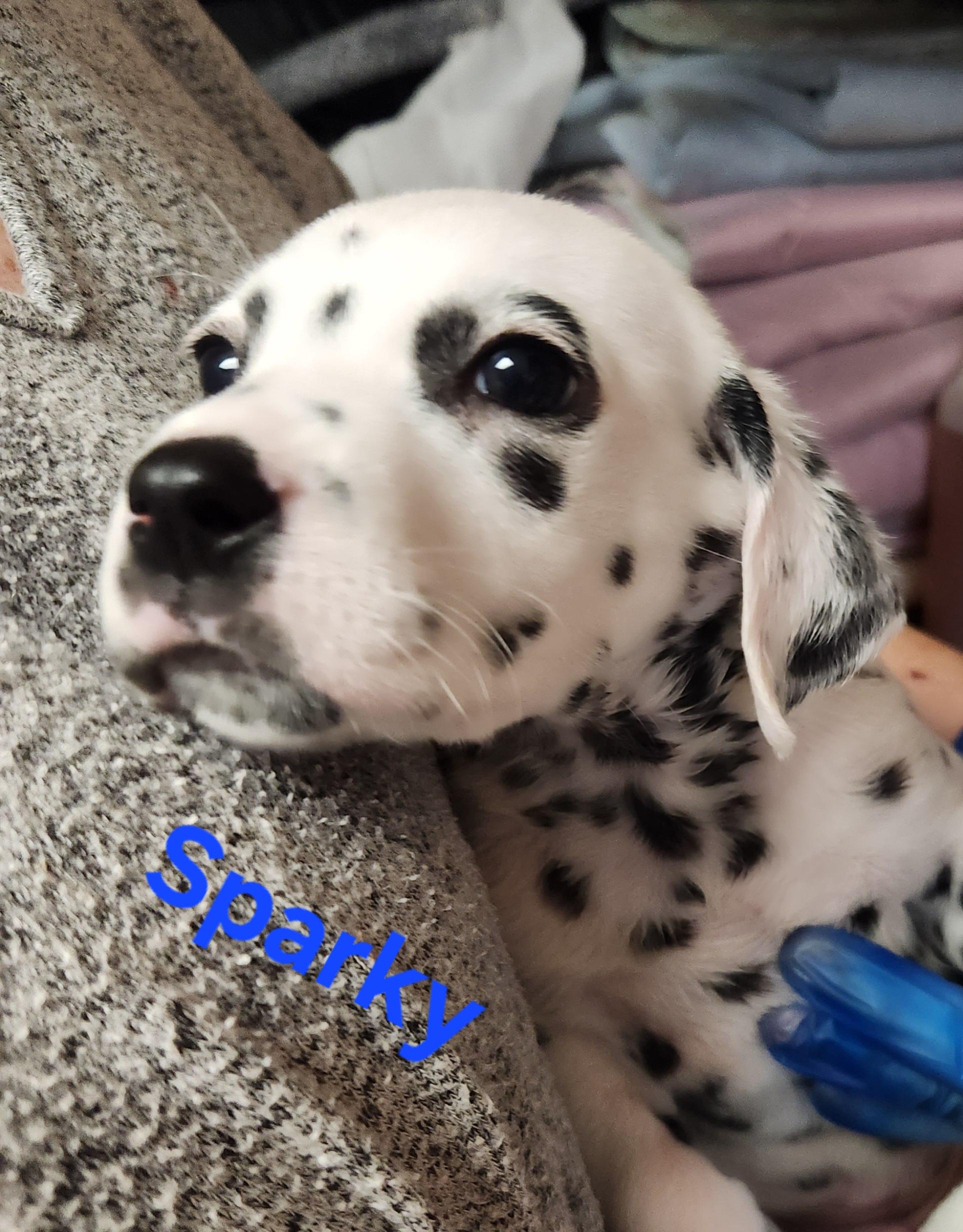 Sparky, an adopted Dalmatian in North Augusta, SC image 3/5