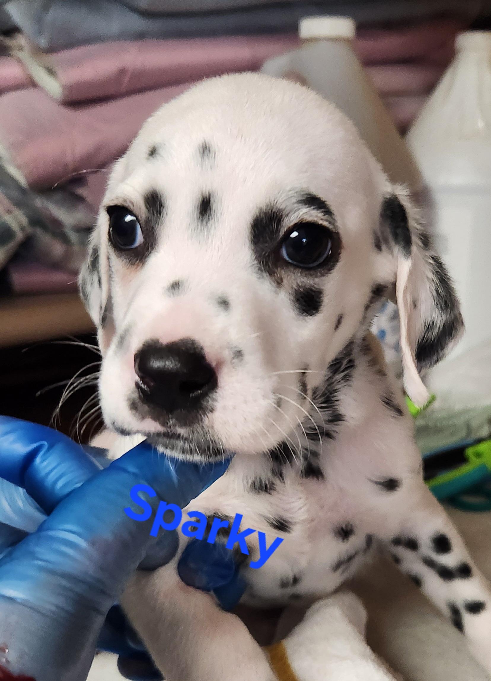Sparky, an adopted Dalmatian in North Augusta, SC image 4/5