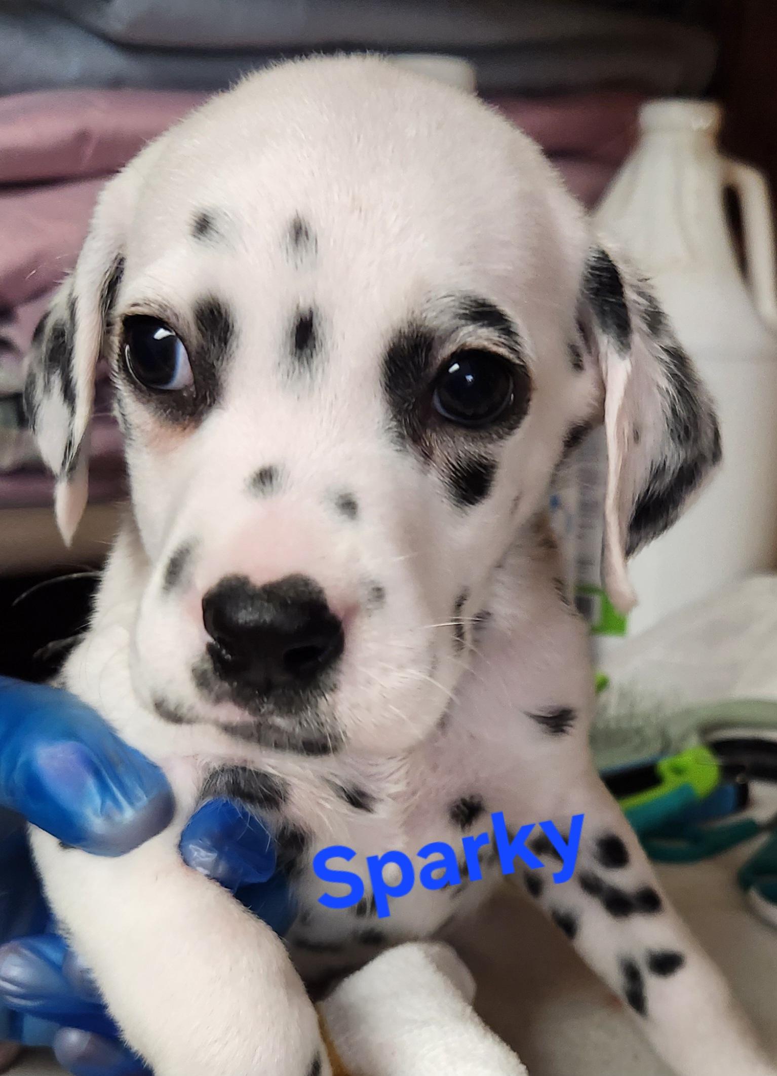 Sparky, adopted, Puppy Male Dalmatian.