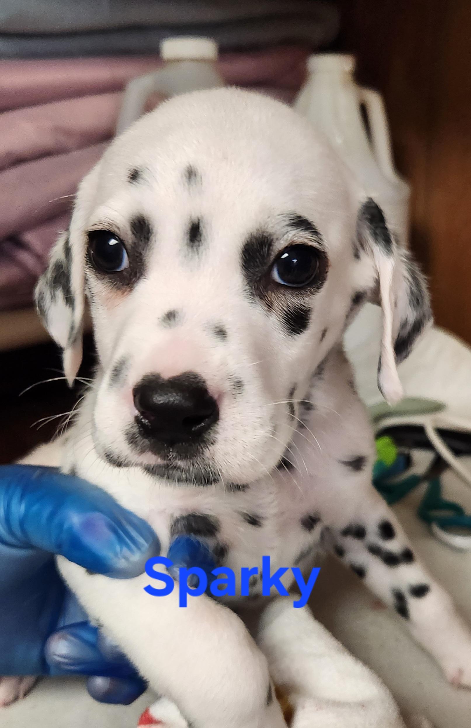 Sparky, an adopted Dalmatian in North Augusta, SC image 5/5
