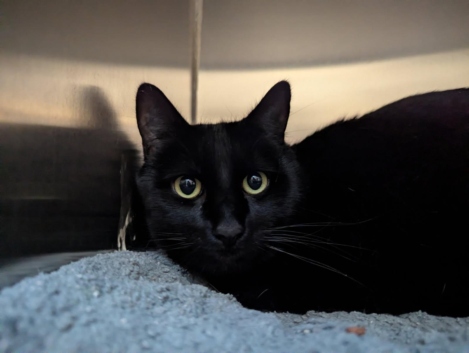 SPINACH, Adoptable, Adult Male Domestic Short Hair.