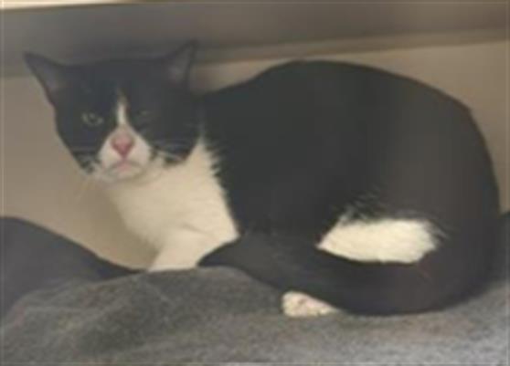 Enlarge SATURN, a Adoptable Domestic Short Hair in Denver, CO image 1/1