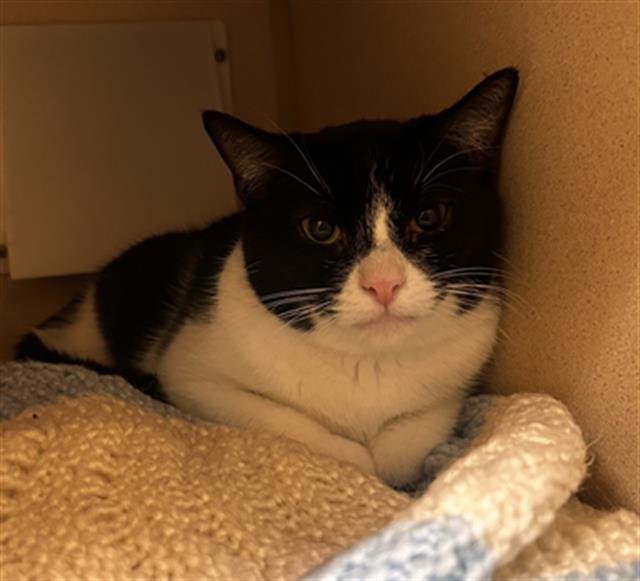 SATURN, Adoptable, Adult Female Domestic Short Hair.