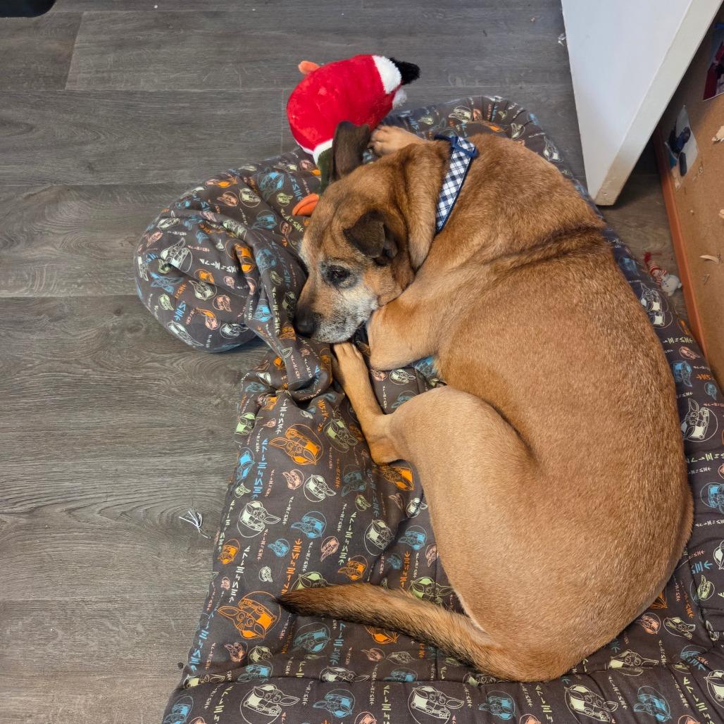 Sassy, a Adoptable Mixed Breed in Beckley, WV image 1/4