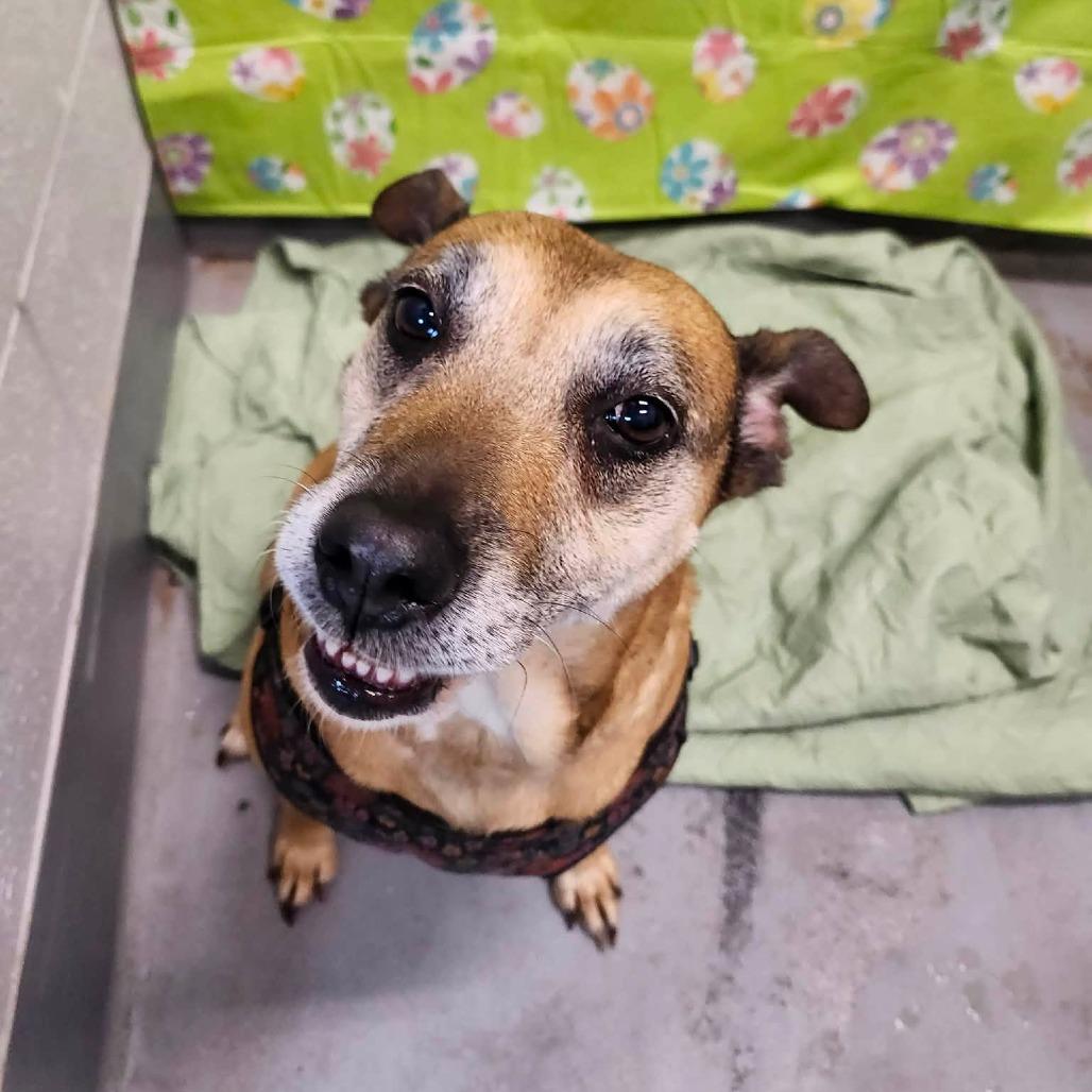 Sassy, a Adoptable Mixed Breed in Beckley, WV image 2/4
