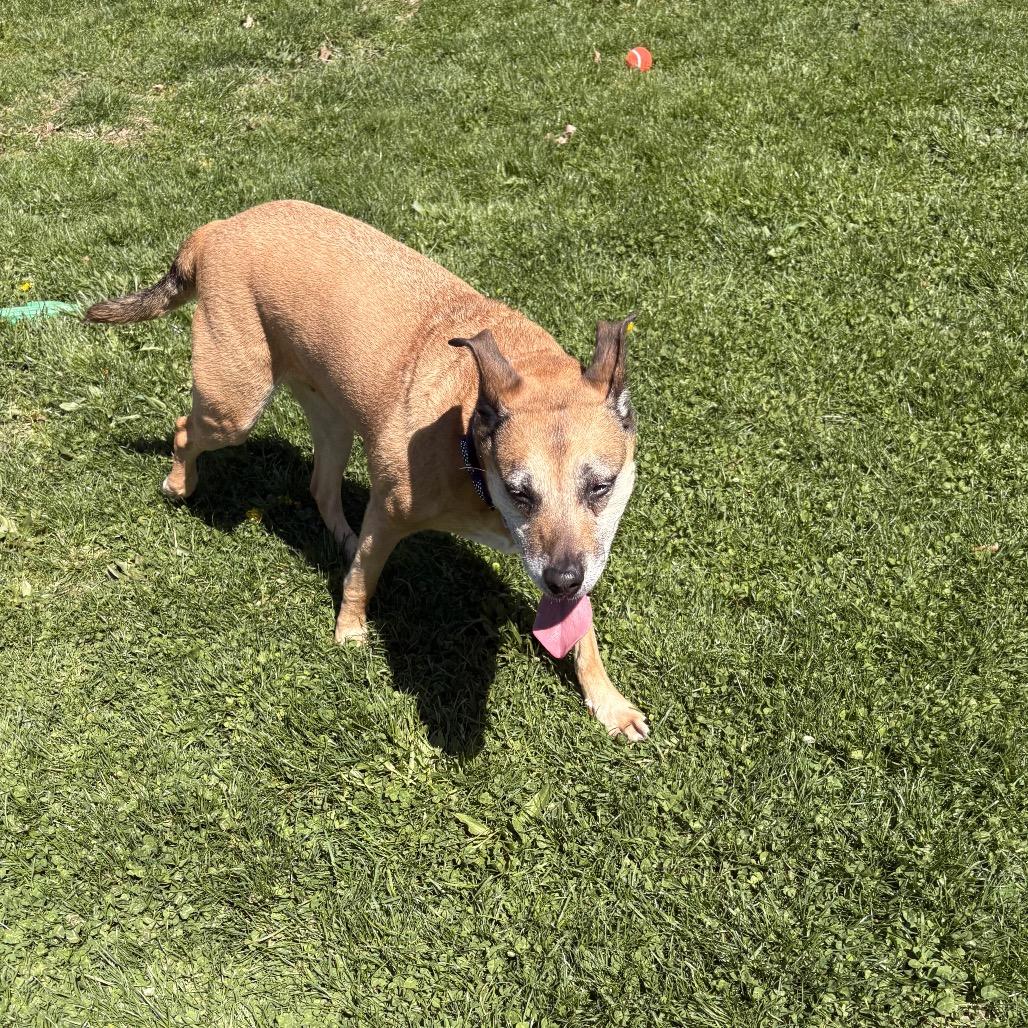 Sassy, a Adoptable Mixed Breed in Beckley, WV image 3/4